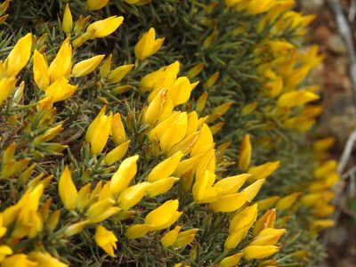 Ulex erinaceus, photographed by Duarte Frade