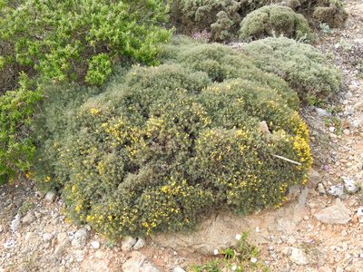 Ulex erinaceus, photographed by Duarte Frade
