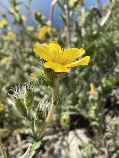 Mentzelia gracilenta, photographed by Irene