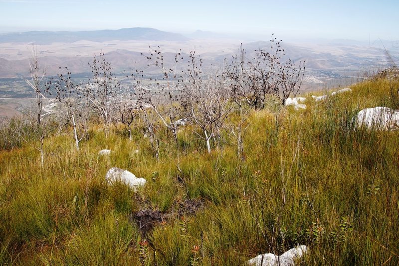 Leucadendron salicifolium, photographed by Tony Rebelo