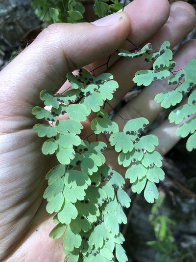 Adiantum andicola, photographed by Skjold Søndergaard