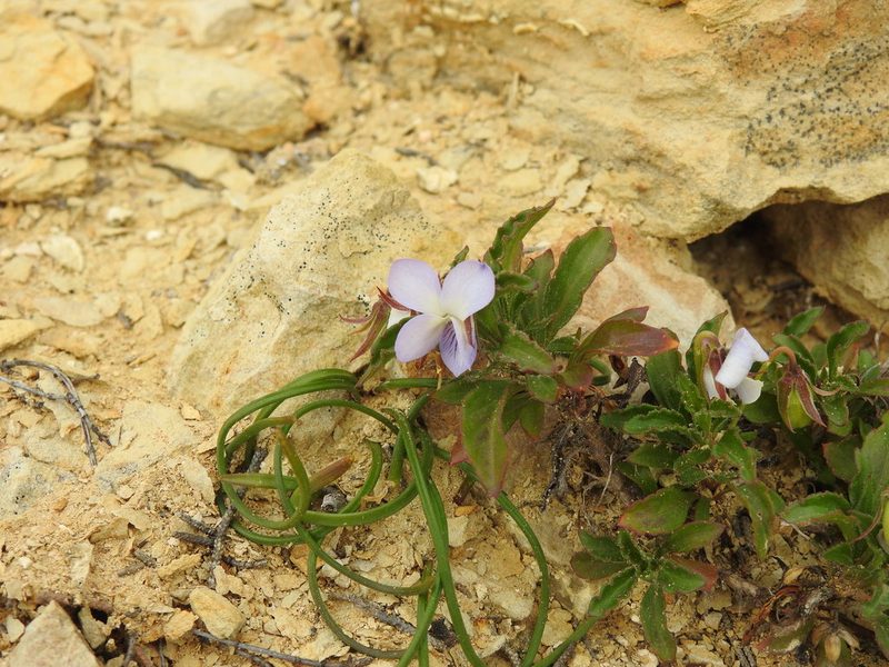 Viola arborescens, photographed by Duarte Frade