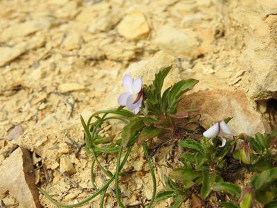 Viola arborescens, photographed by Duarte Frade