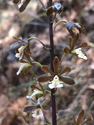 Prosthechea varicosa, photographed by Skjold Søndergaard