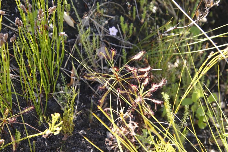 Drosera ramentacea, photographed by Tony Rebelo