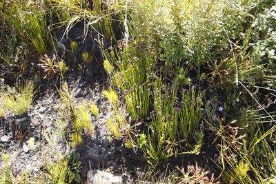 Schizaea pectinata, photographed by Tony Rebelo
