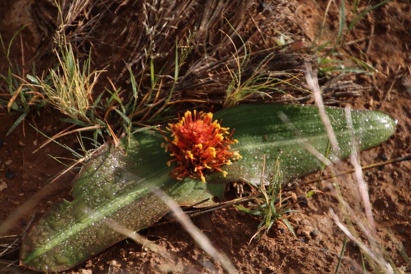 Daubenya marginata, photographed by Tony Rebelo