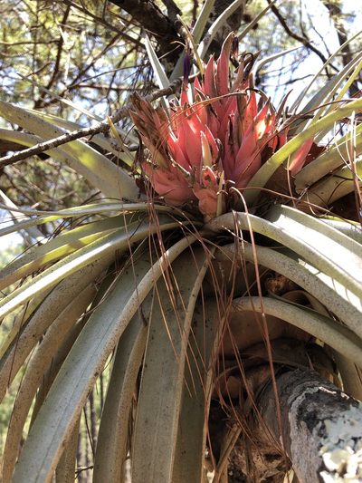 Tillandsia carlsoniae, photographed by Skjold Søndergaard