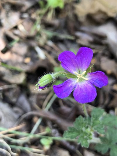 Geranium goldmanii, photographed by Skjold Søndergaard