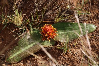 Daubenya marginata, photographed by Tony Rebelo