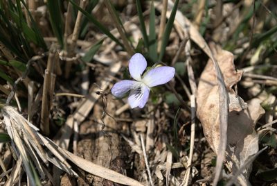 Viola lactea, photographed by Billy Fullwood