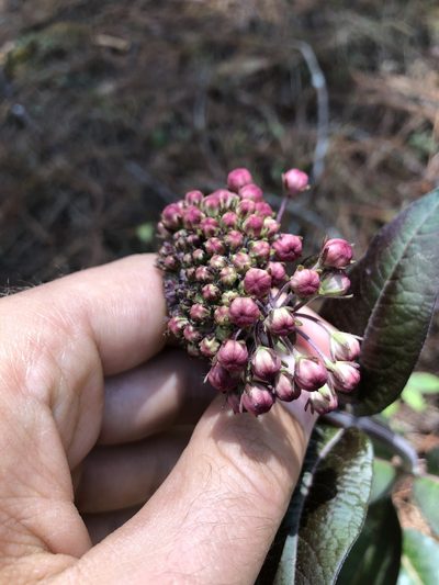 Asclepias pellucida, photographed by Skjold Søndergaard