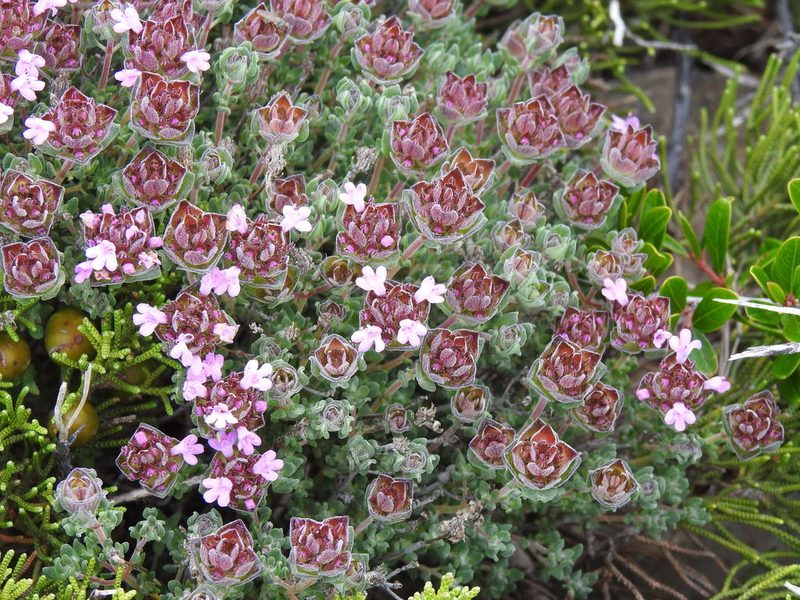 Thymus camphoratus, photographed by Duarte Frade