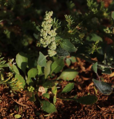 Chenopodium phillipsianum, photographed by Tony Rebelo