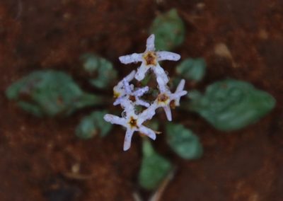 Manulea fragrans, photographed by Tony Rebelo