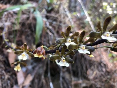 Prosthechea varicosa, photographed by Skjold Søndergaard