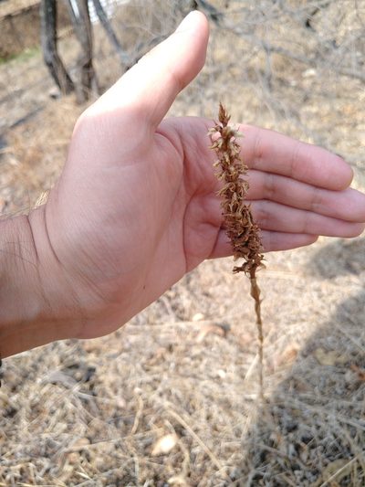 Aulosepalum pyramidale, photographed by Jordi Martínez Martínez