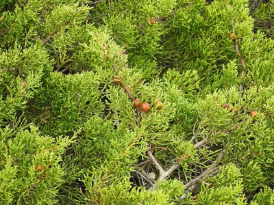 Juniperus turbinata, photographed by Duarte Frade
