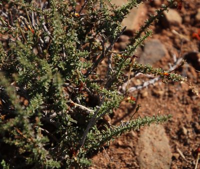 Jamesbrittenia atropurpurea, photographed by Tony Rebelo
