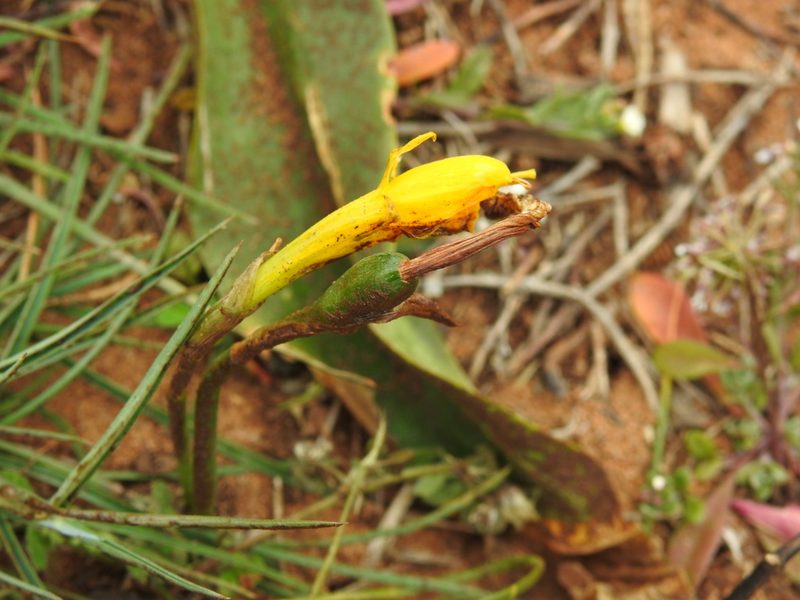 Narcissus obesus, photographed by Duarte Frade