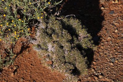 Aptosimum spinescens, photographed by Tony Rebelo