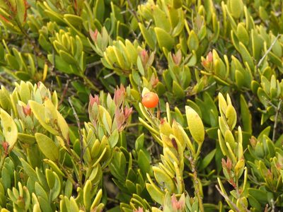 Osyris lanceolata, photographed by Duarte Frade