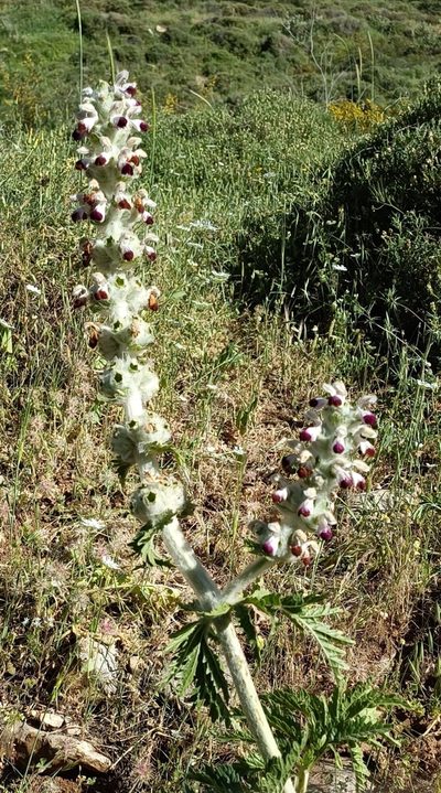 Phlomoides laciniata, photographed by Udi Oron אודי אורון