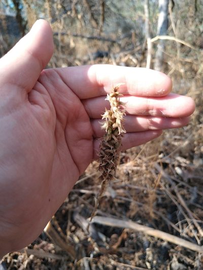 Aulosepalum pyramidale, photographed by Jordi Martínez Martínez