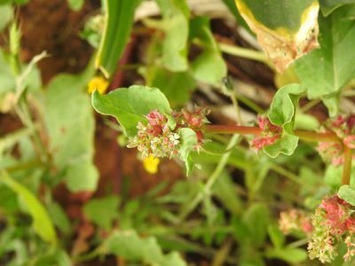 Emex spinosa, photographed by Duarte Frade
