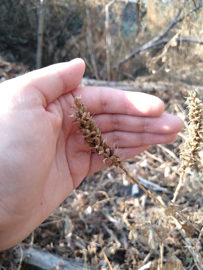 Aulosepalum pyramidale, photographed by Jordi Martínez Martínez