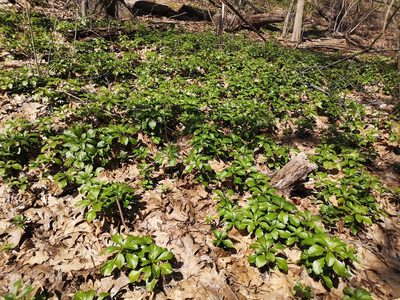 Pachysandra terminalis, photographed by Jens-Christian Svenning