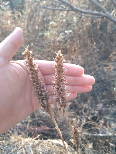 Aulosepalum pyramidale, photographed by Jordi Martínez Martínez