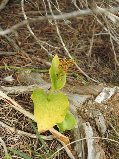 Gennaria diphylla, photographed by Duarte Frade