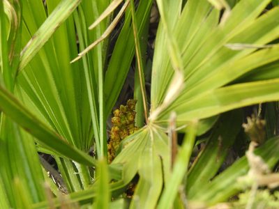 Chamaerops humilis, photographed by Duarte Frade