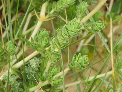 Crucianella maritima, photographed by Duarte Frade