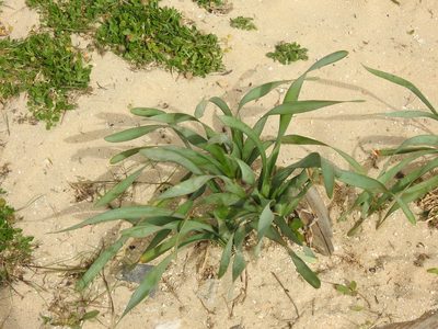 Pancratium maritimum, photographed by Duarte Frade