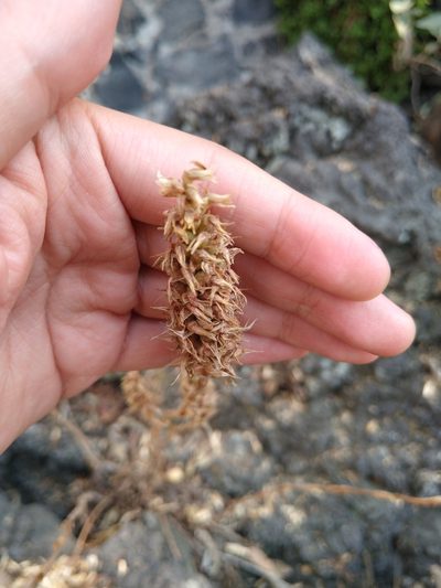 Aulosepalum pyramidale, photographed by Jordi Martínez Martínez