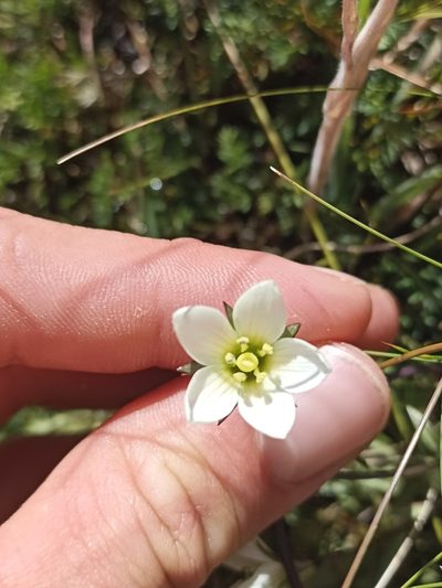 Gentianella stellata, photographed by Oscar Dove