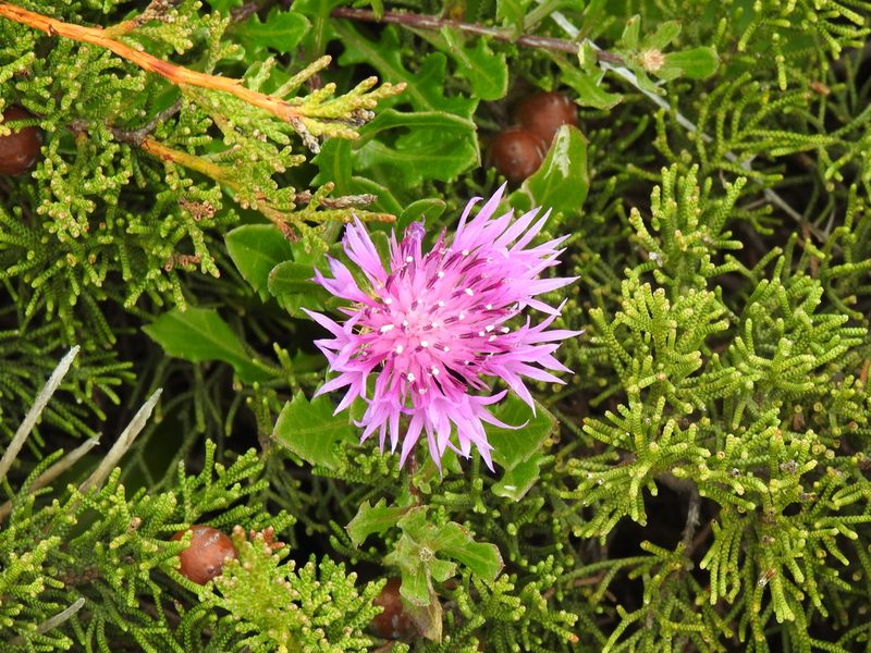 Centaurea susannae, photographed by Duarte Frade