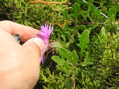 Centaurea susannae, photographed by Duarte Frade