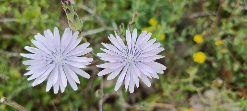 Lactuca tuberosa, photographed by Udi Oron אודי אורון