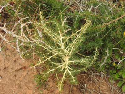 Asparagus albus, photographed by Duarte Frade