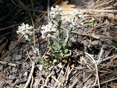 Noccaea fendleri, photographed by Craig Martin