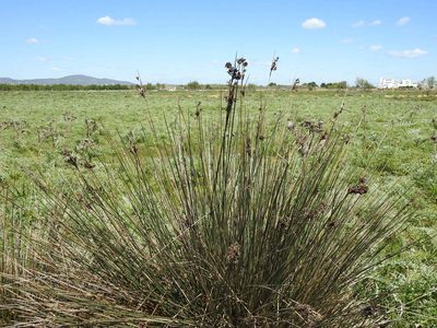 Juncus acutus, photographed by Duarte Frade