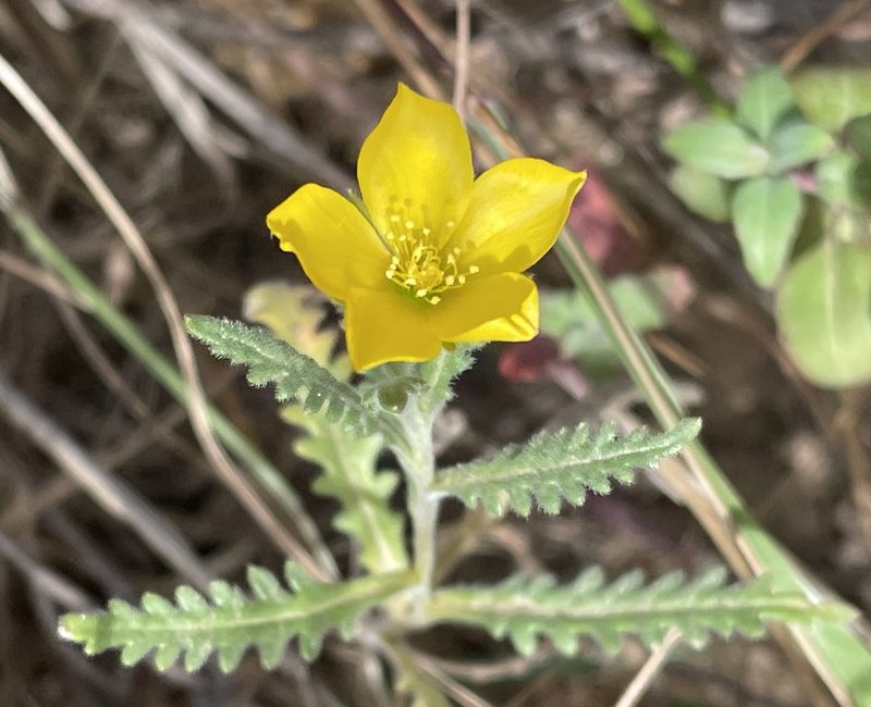 Mentzelia gracilenta, photographed by Irene