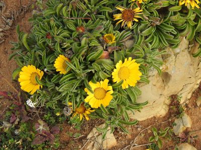 Pallenis maritima, photographed by Duarte Frade