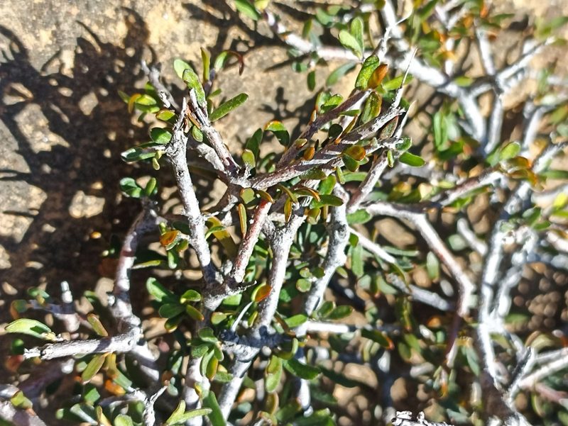 Pittosporum anomalum, photographed by Oscar Dove