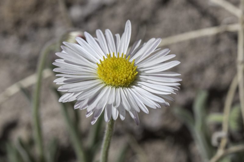 Erigeron flagellaris, photographed by Craig Martin