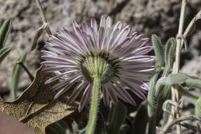 Erigeron flagellaris, photographed by Craig Martin