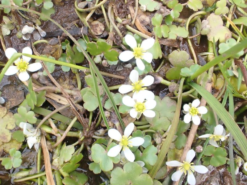 Ranunculus omiophyllus, photographed by John Lyden
